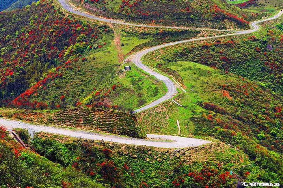 【春天,广西桂林灌阳县向您发出邀请!】春木界上映山红 - 游山玩水 - 辽阳生活社区 - 辽阳28生活网 liaoyang.28life.com