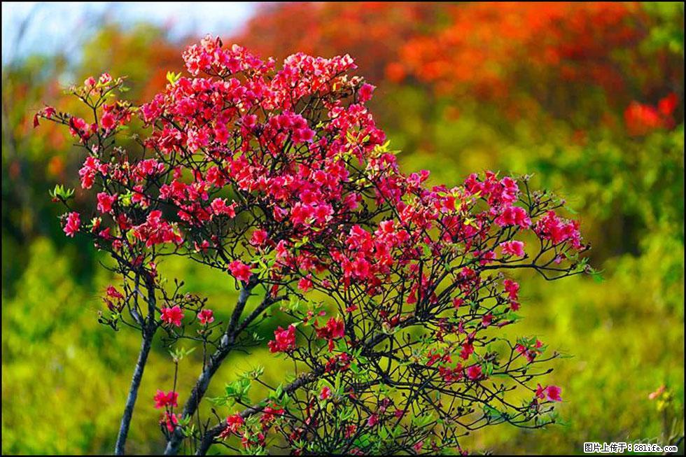 【春天,广西桂林灌阳县向您发出邀请!】春木界上映山红 - 游山玩水 - 辽阳生活社区 - 辽阳28生活网 liaoyang.28life.com