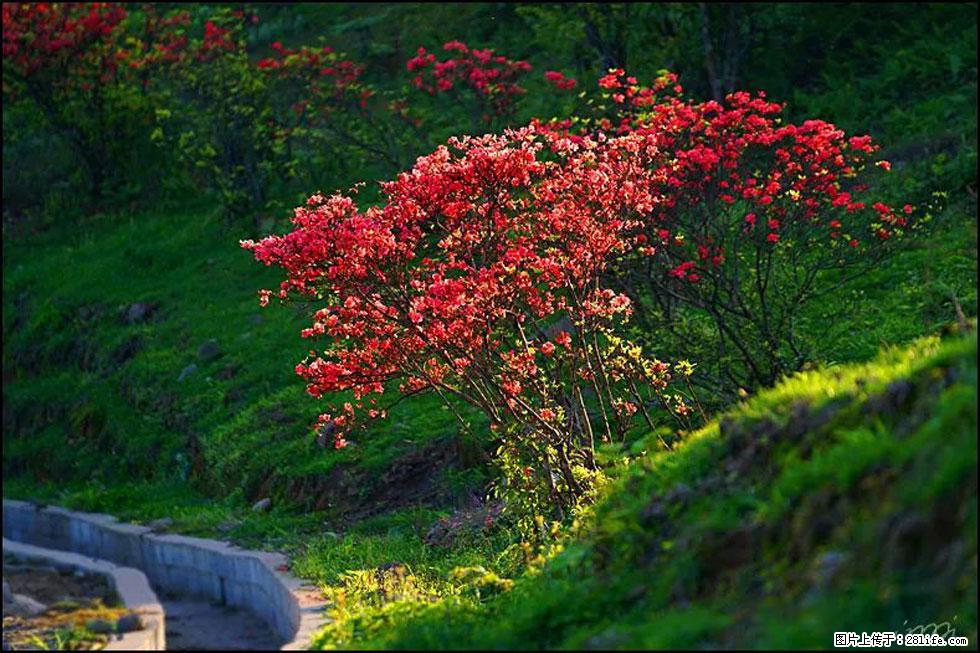 【春天,广西桂林灌阳县向您发出邀请!】春木界上映山红 - 游山玩水 - 辽阳生活社区 - 辽阳28生活网 liaoyang.28life.com