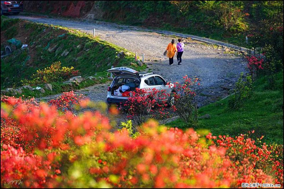 【春天,广西桂林灌阳县向您发出邀请!】春木界上映山红 - 游山玩水 - 辽阳生活社区 - 辽阳28生活网 liaoyang.28life.com