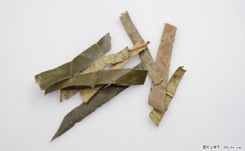 苦丁茶有哪些功效和作用 - 生活百科 - 辽阳生活社区 - 辽阳28生活网 liaoyang.28life.com