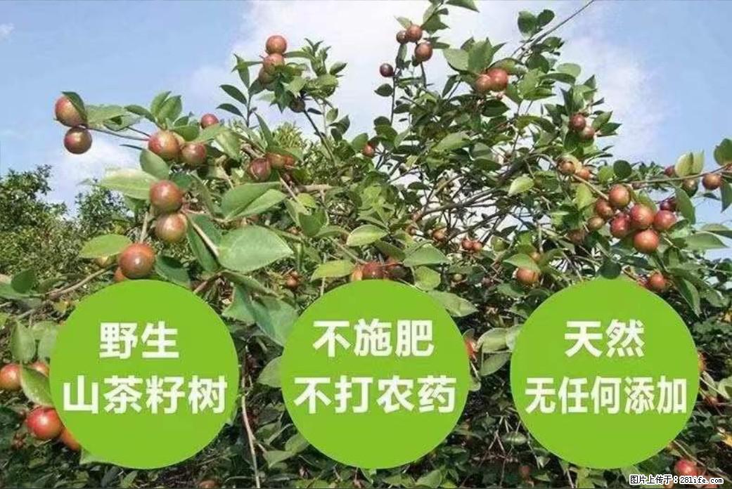 【灌阳县油茶产业示范区】一个有着充实的精神生活的人，对待身外之物自会有一种淡泊的态度 - 土特产 - 饮食特产 - 辽阳分类信息 - 辽阳28生活网 liaoyang.28life.com