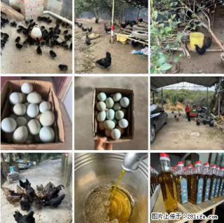 油茶园从小鸡仔开始养起的纯土鸡、土鸡蛋可以预定啦！还有前几天刚榨的纯山茶油哦 - 辽阳28生活网 liaoyang.28life.com