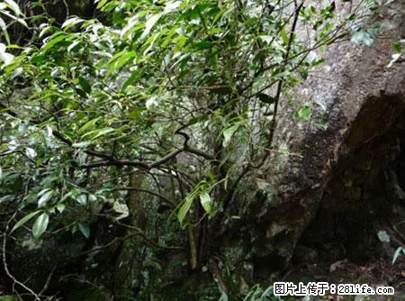 平乐石崖茶,珍贵仅次于金花茶 - 辽阳生活资讯 - 辽阳28生活网 liaoyang.28life.com