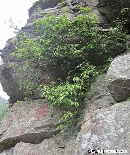平乐石崖茶,珍贵仅次于金花茶 - 辽阳生活资讯 - 辽阳28生活网 liaoyang.28life.com