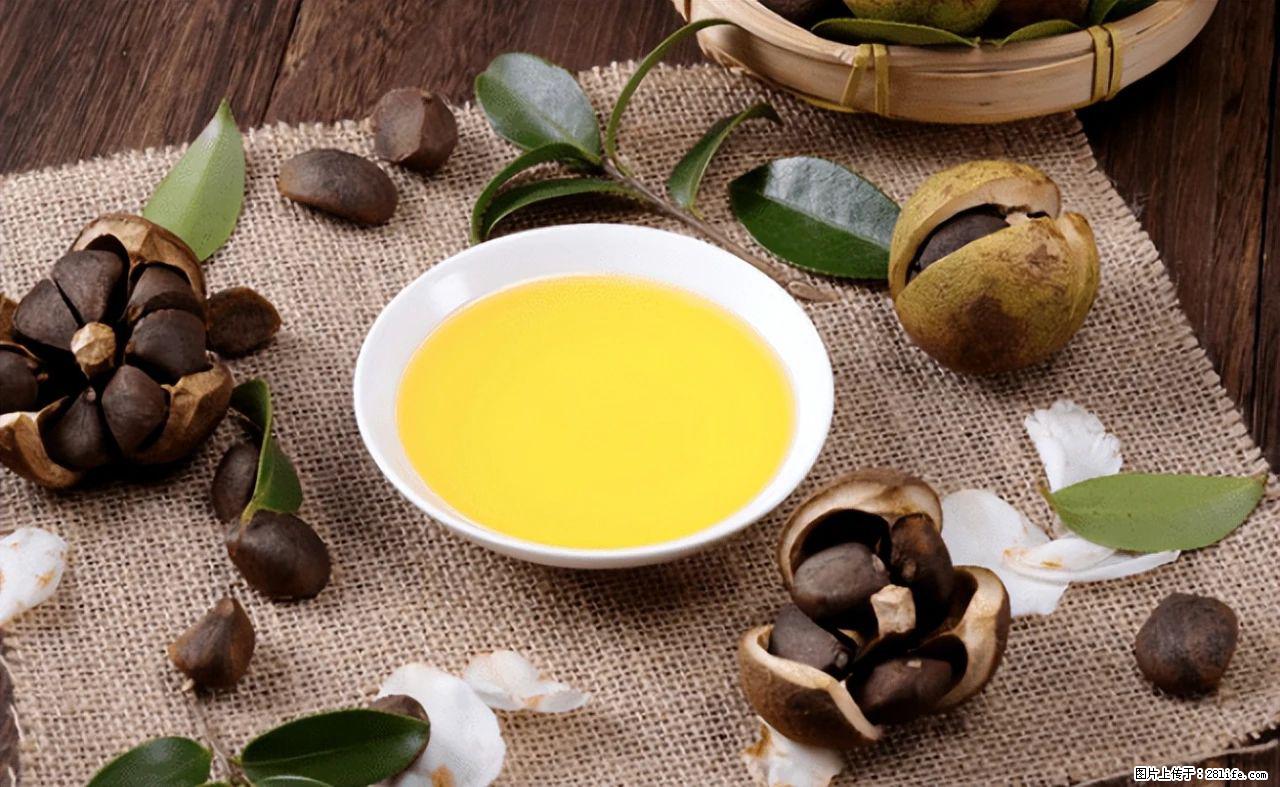 揭秘茶油的5大核心营养成分!被称为人体健康的“守护盾”! - 辽阳生活资讯 - 辽阳28生活网 liaoyang.28life.com