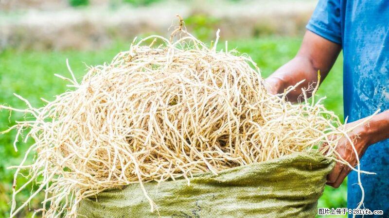 堪称“最难吃”的蔬菜，却是 “抗辐射神器”，还能护肺、清热、止咳化痰！ - 辽阳生活资讯 - 辽阳28生活网 liaoyang.28life.com