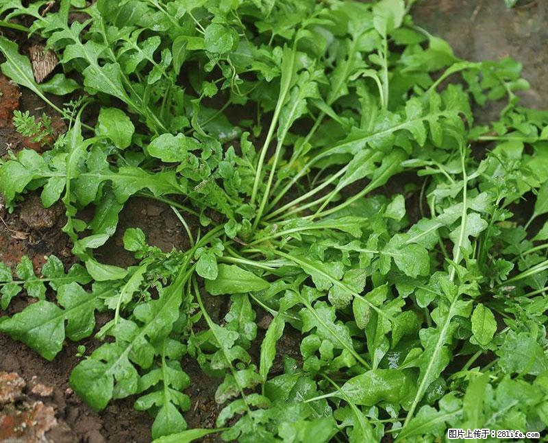 这些蔬菜是“天然钙片”，这6种被医生重点推荐 - 辽阳生活资讯 - 辽阳28生活网 liaoyang.28life.com