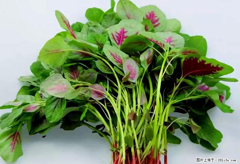 这些蔬菜是“天然钙片”，这6种被医生重点推荐 - 辽阳生活资讯 - 辽阳28生活网 liaoyang.28life.com