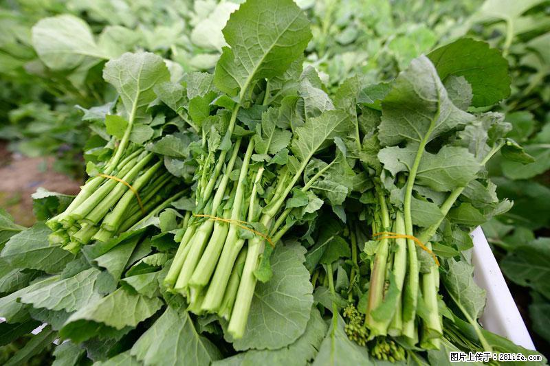 这些蔬菜是“天然钙片”，这6种被医生重点推荐 - 辽阳生活资讯 - 辽阳28生活网 liaoyang.28life.com